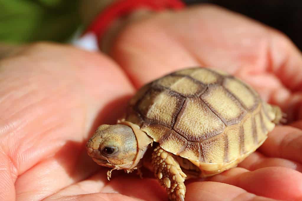 Closeup of an Adorable Baby Sulcata Tortoise in Woman's Palms