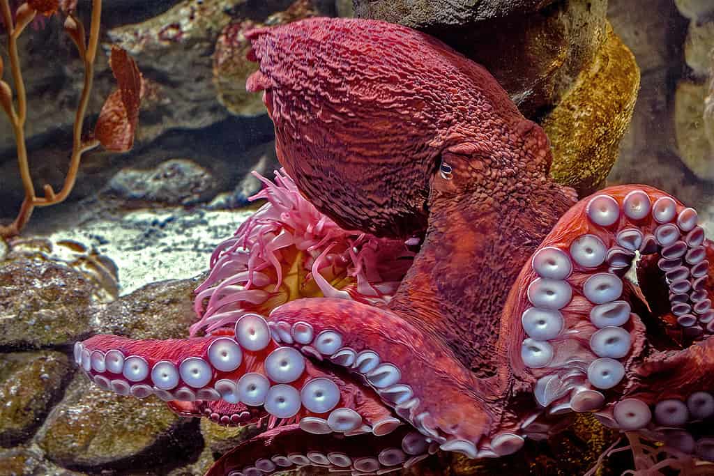 Giant Pacific Octopus - Enteroctopus dofleini