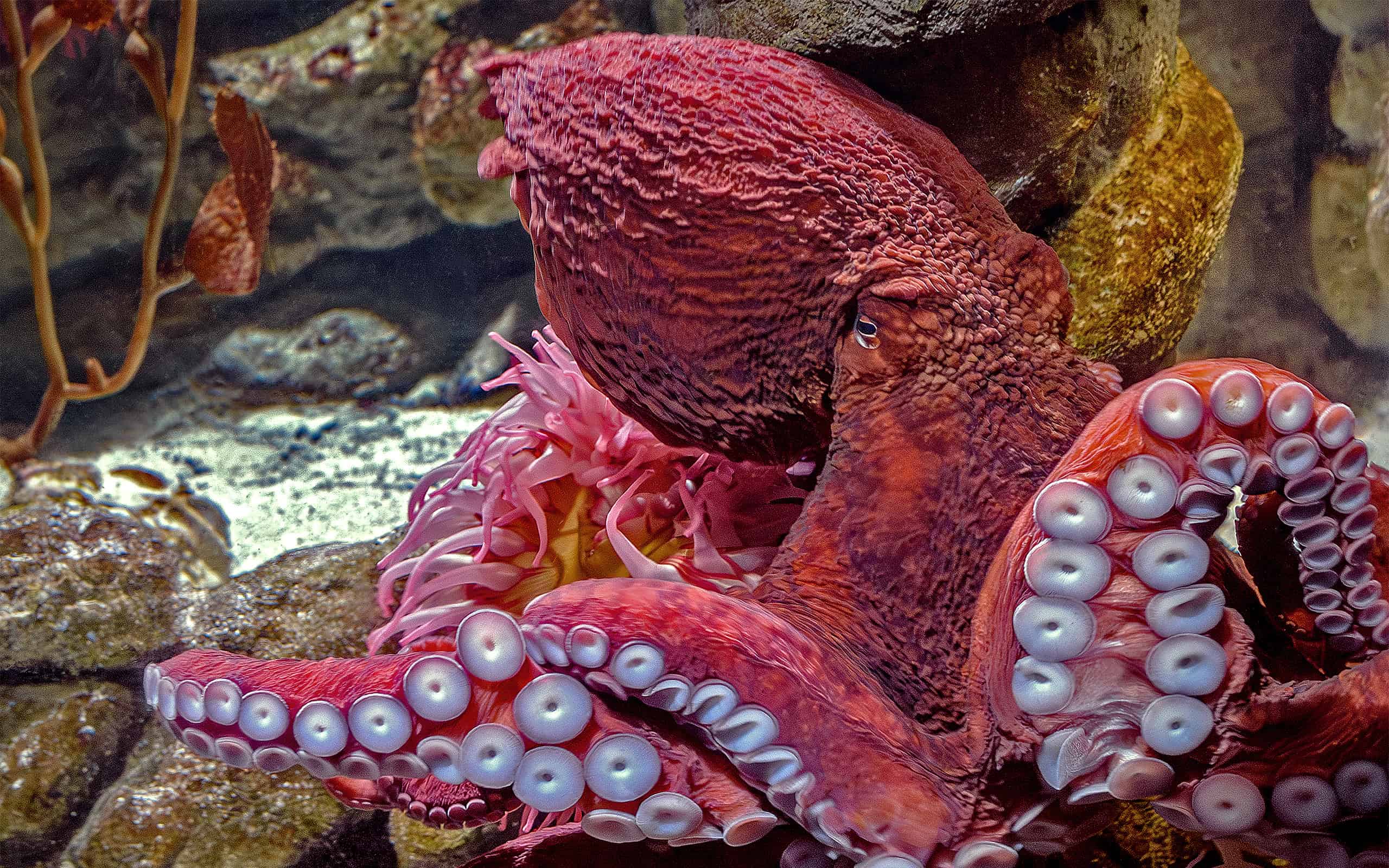 Giant Pacific Octopus - Enteroctopus dofleini