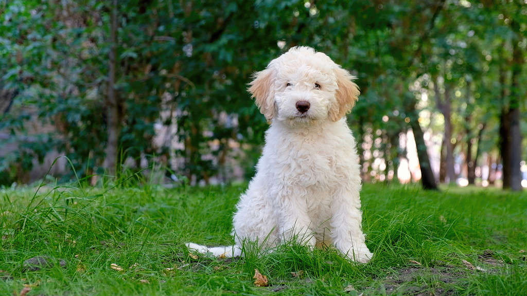 Cute white puppy lagotto romagnolo sitting on the grass and lookicng at camera in summer. Space for text