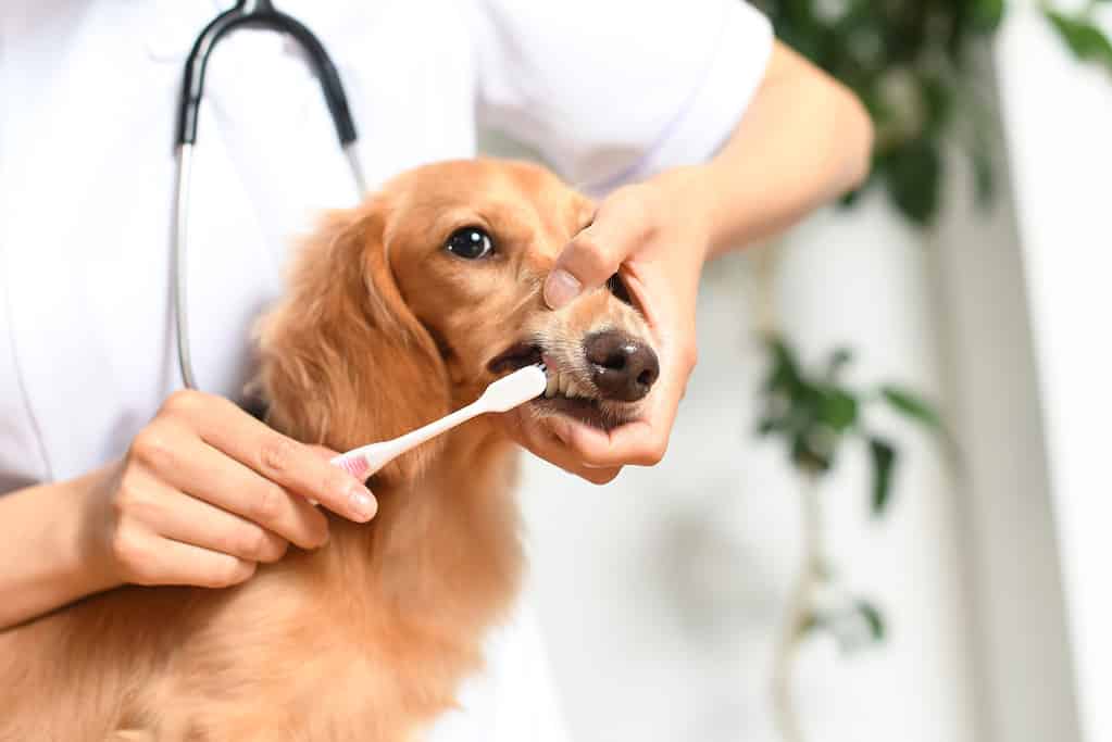 Image of a veterinarian brushing the teeth of a dog (dachshund) with a toothbrush