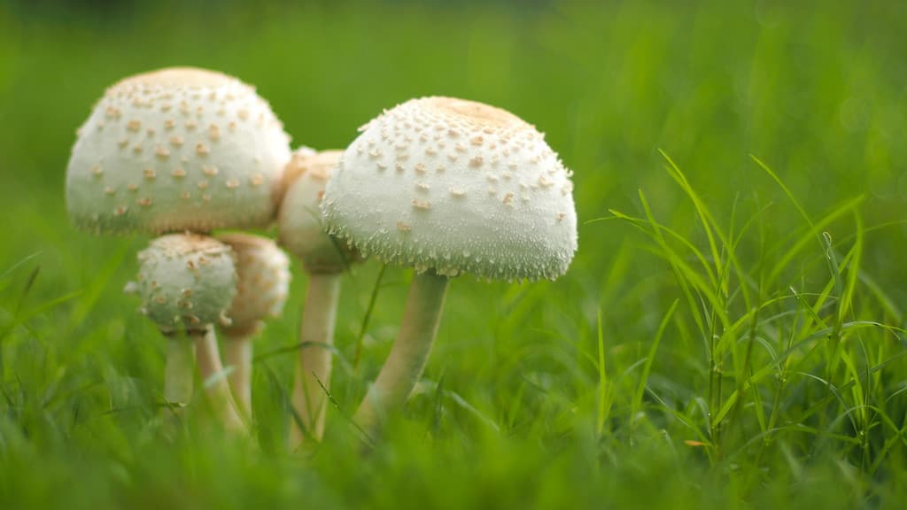 Closeup of a poisonous mushroom, Chlorophyllum molybdites, on blured the green grasss background for use as background or copy space.
