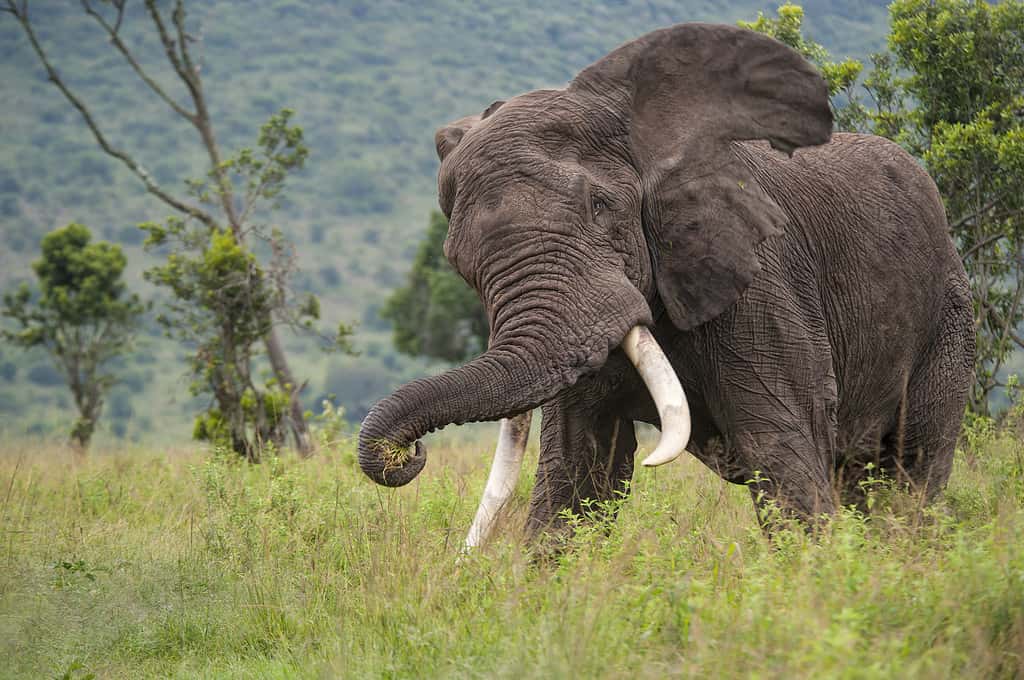Chasing Elephant in the Masai Mara