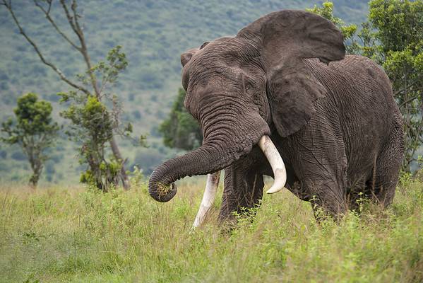 How Do Elephants Communicate With Each Other? - A-Z Animals