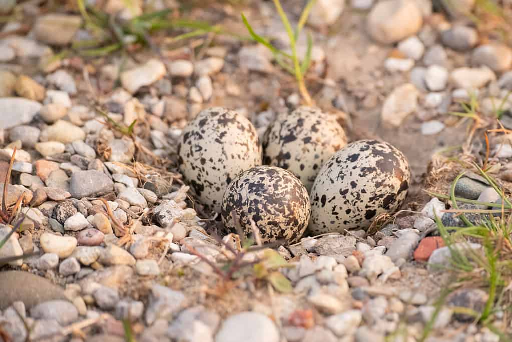 Killdeer nest in the gravel on the beach in the spring.