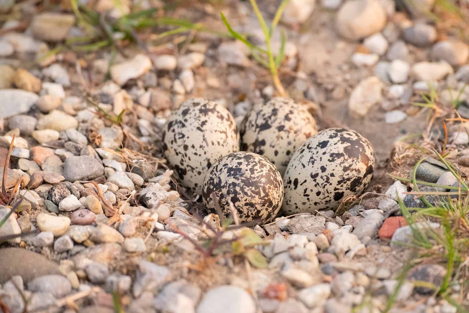 12 Interesting Facts about Plovers - A-Z Animals