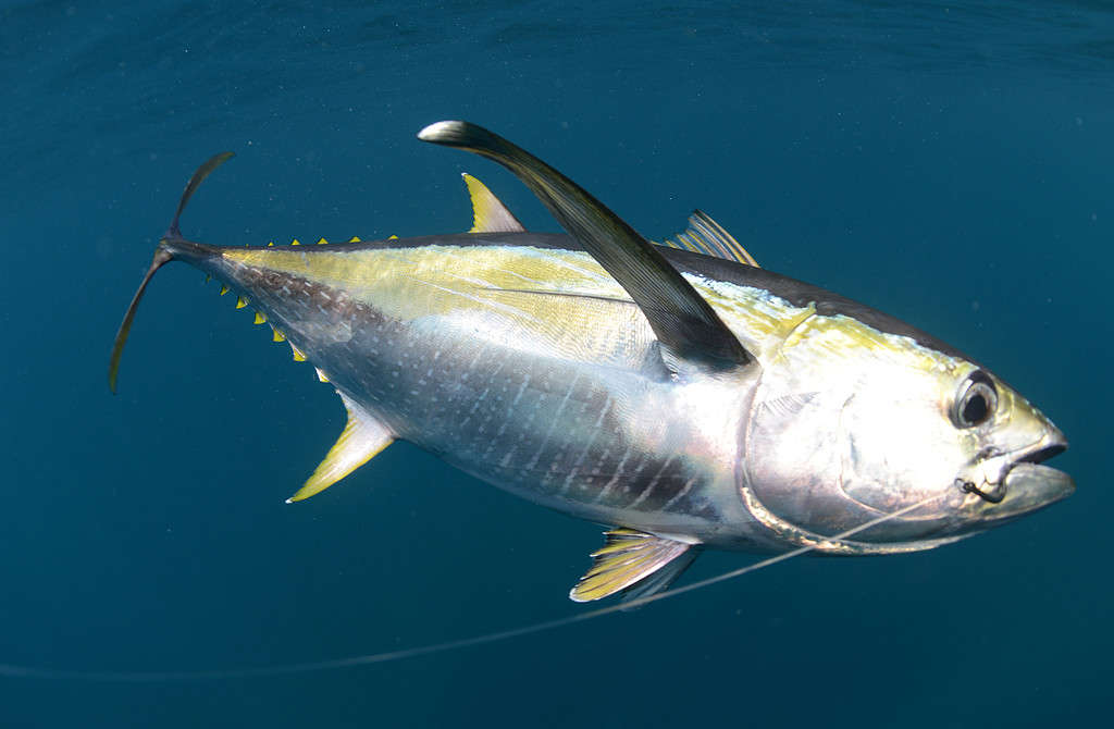 hooked yellow fin tuna fish underwater