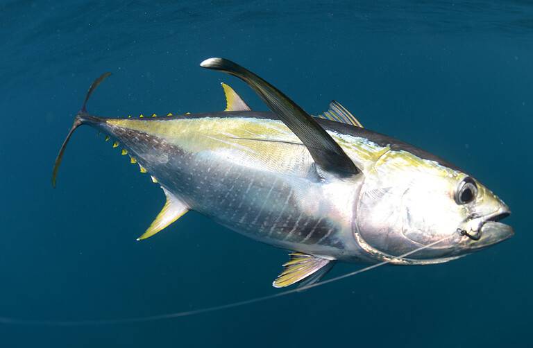 hooked yellow fin tuna fish underwater