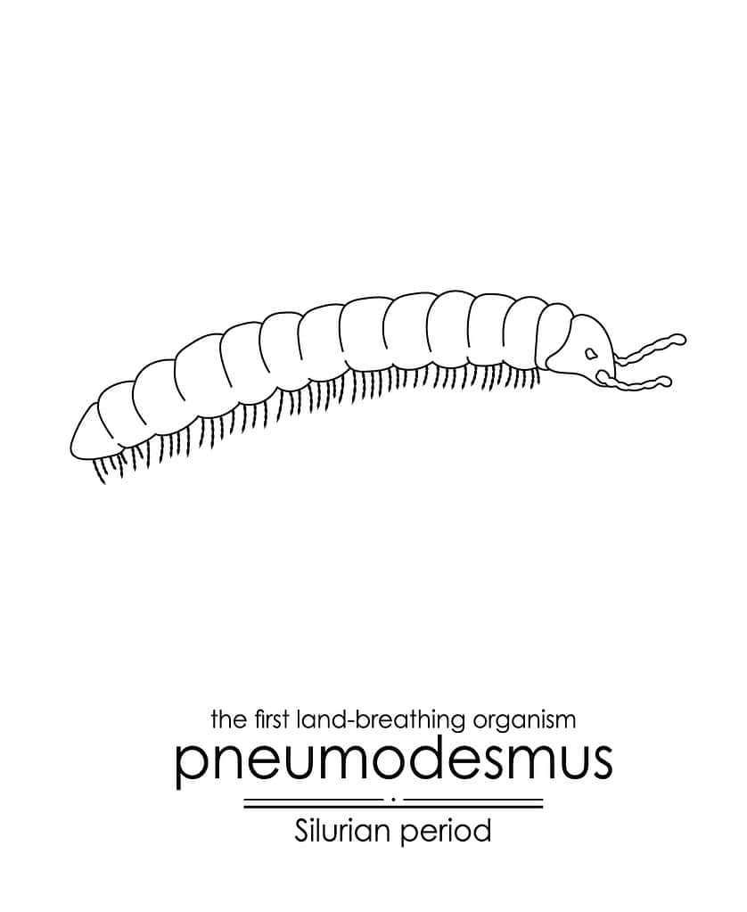 The Pneumodesmus newmani fossil from Scotland showed this animal breathed air.