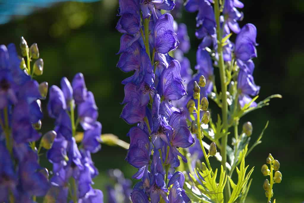 Monkshood or wolf's bane