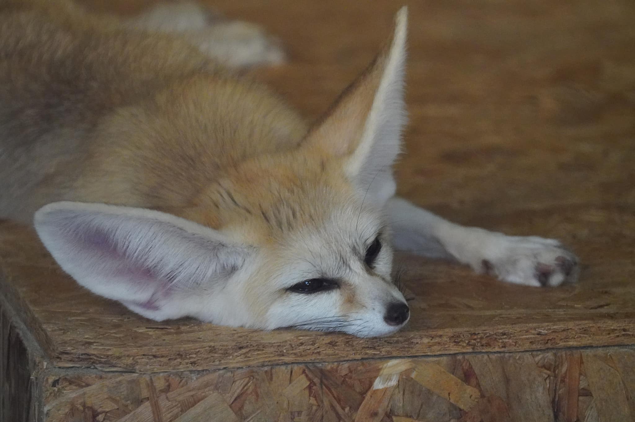 Do Fennec Foxes Make Good Pets? - A-Z Animals