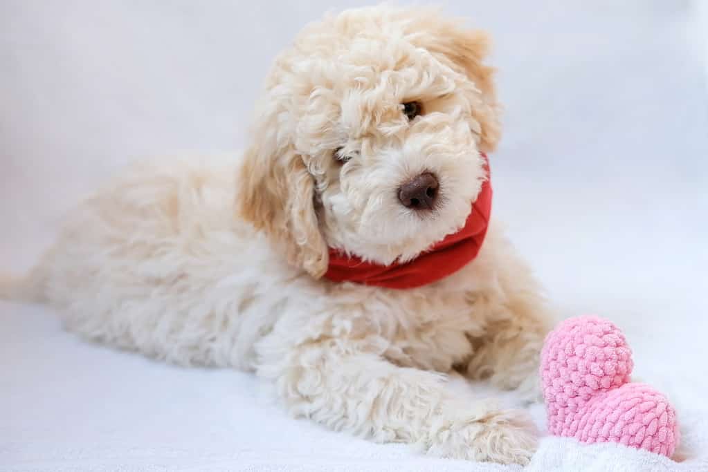 A cute and funny lover valentine lagotto romagnolo puppy dog with a soft red heart. Valentine's day concept, postcard.