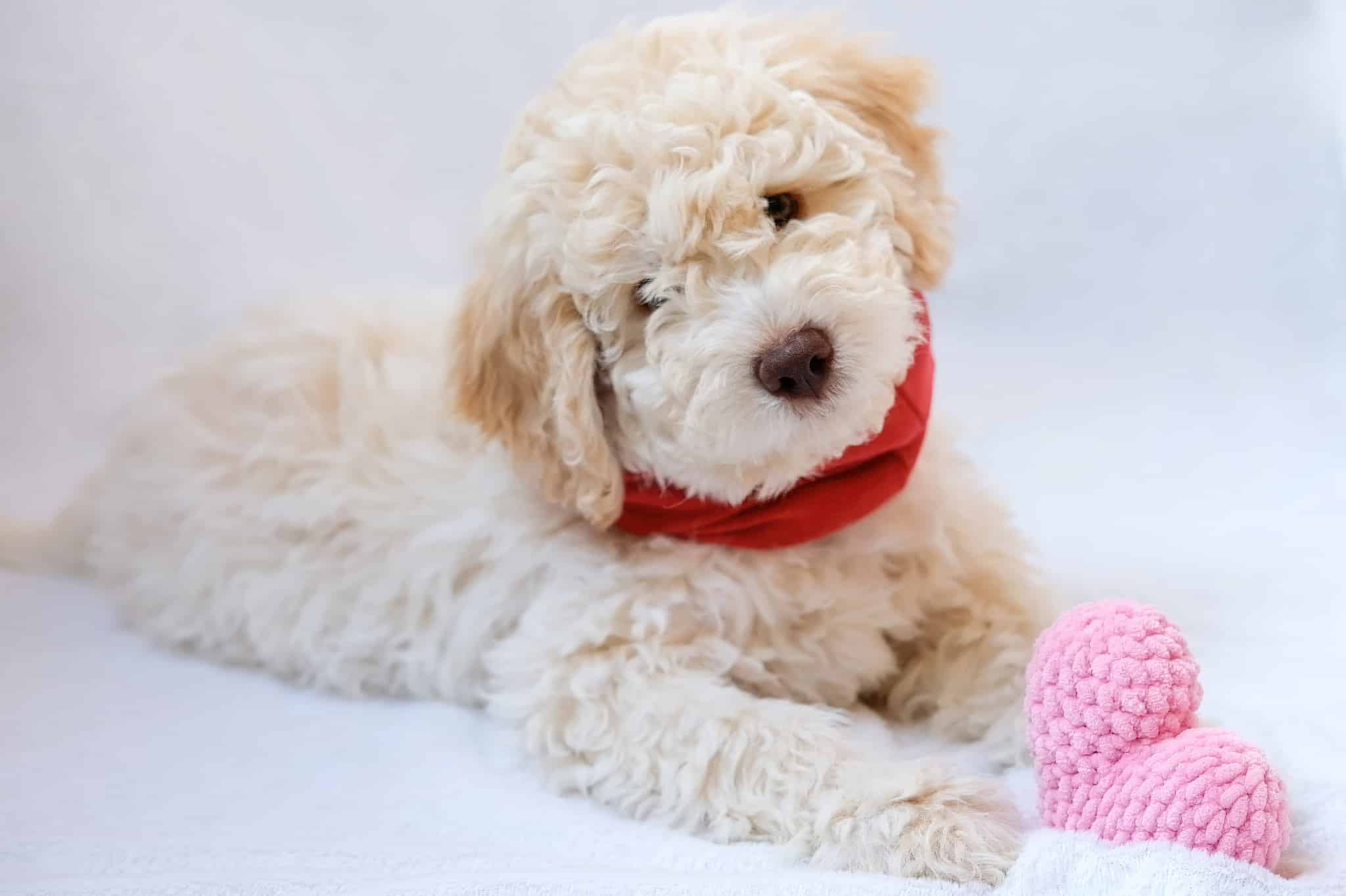 The 300+ Best French Dog Names and Their Meanings - A-Z Animals