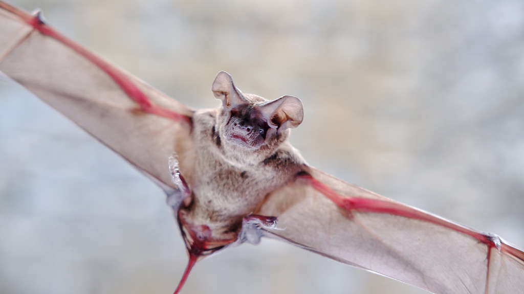 Tadarida brasiliensis known as Mexican free-tailed bat or Brazilian free-tailed bat on isolated white background