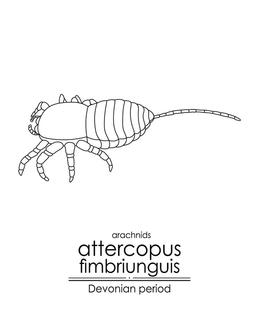 Attercopus fimbriungus is a precursor to spiders with a segmented tail like that of a whip scorpion.