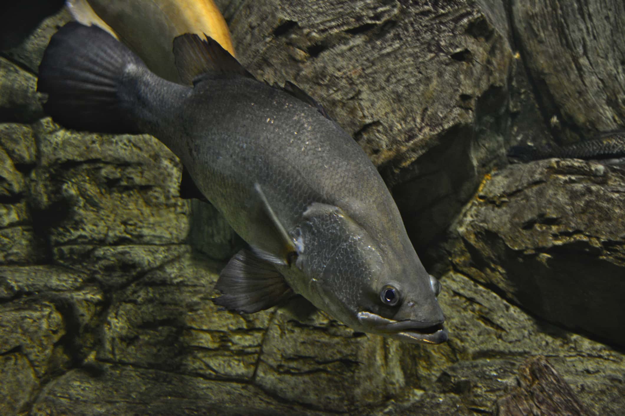 black and gray fish swimming in the water close up