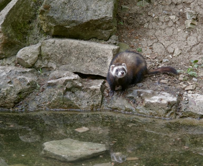 waterside Ferret. ferrets swim.