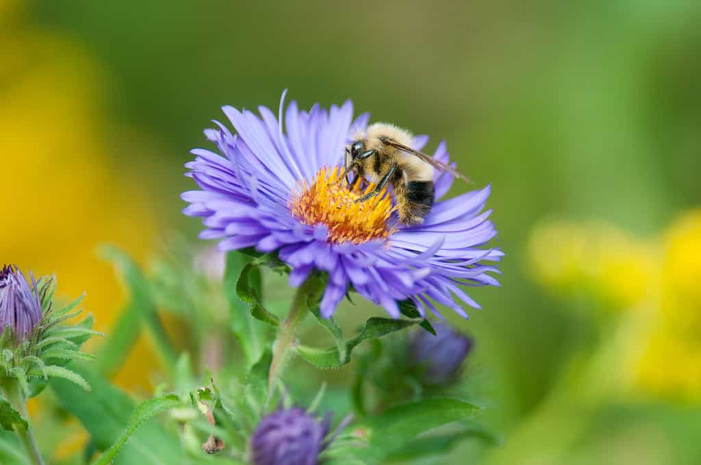 American Bumble Bee on New England Aster flower