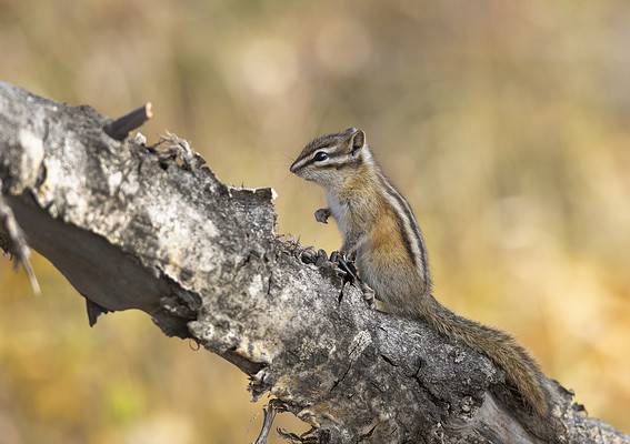 Where Do Chipmunks Nest? - A-Z Animals