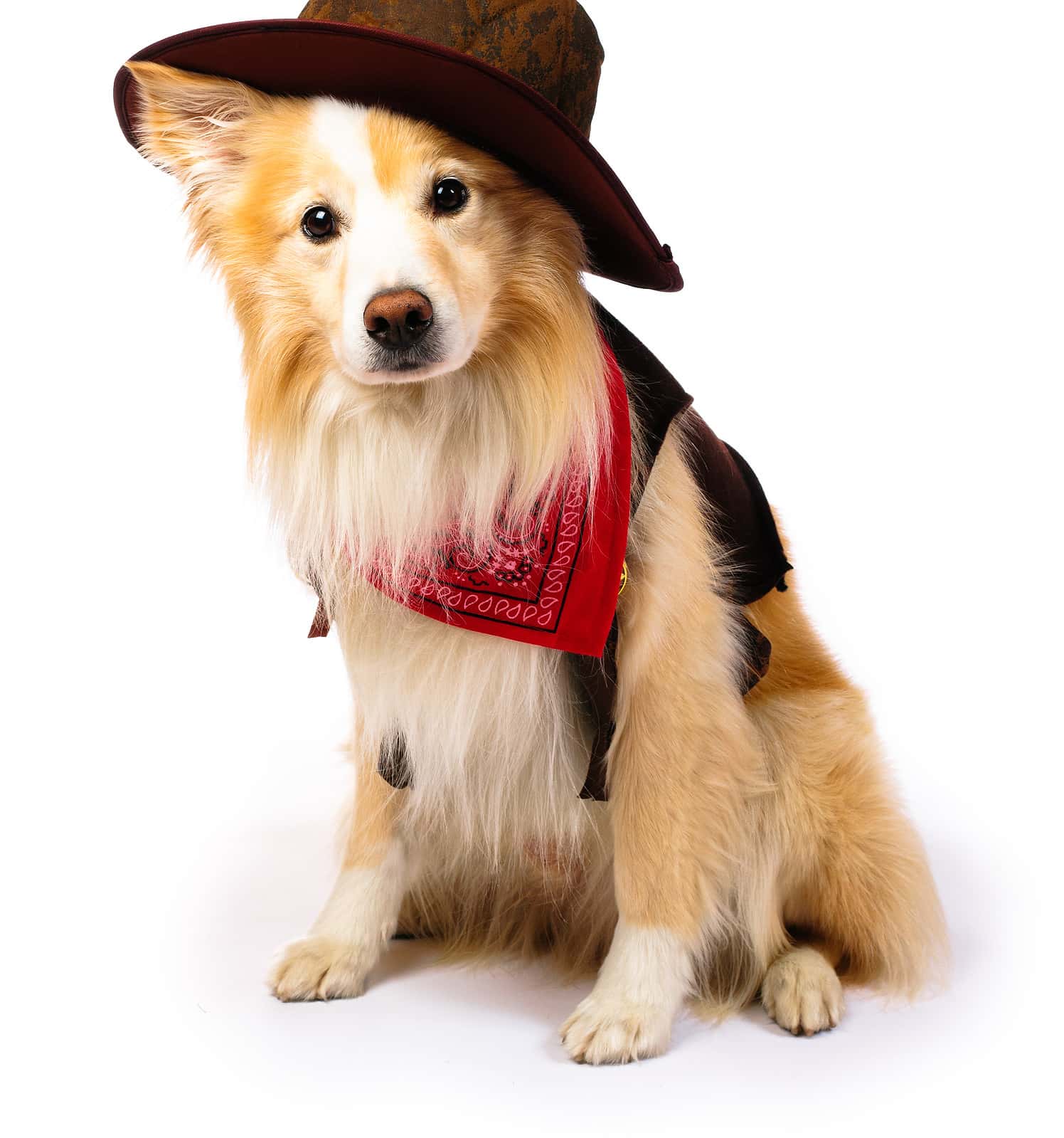 the-240-best-western-and-cowboy-dog-names-a-z-animals