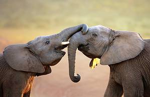 Are Elephants Endangered and How Many Are Left in the World? Picture