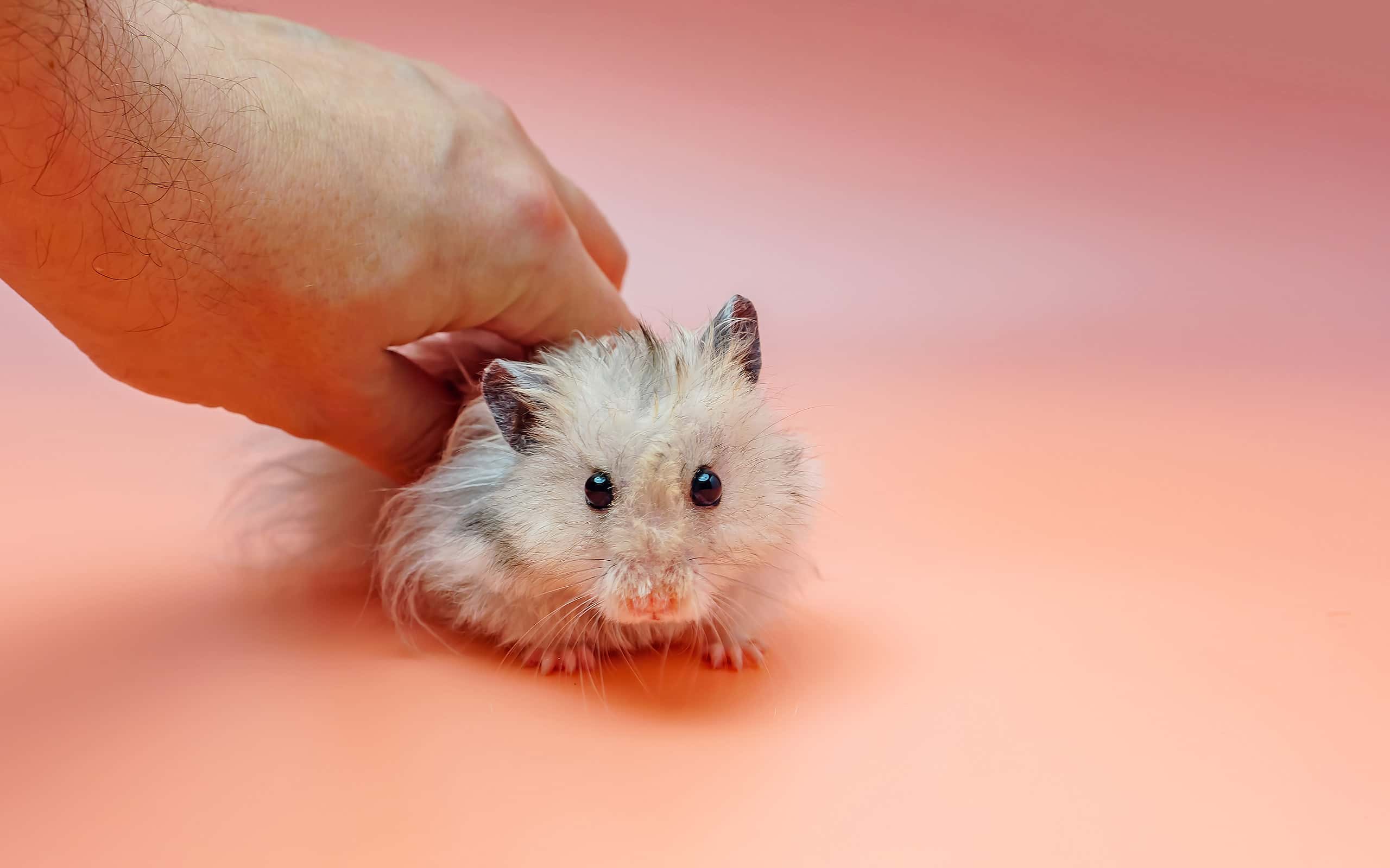 Hand caught grey Syrian hamster on pink background