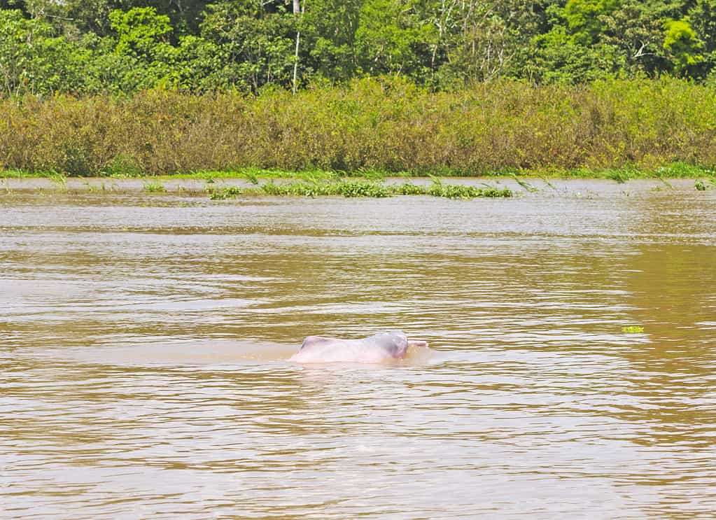 Freshwater Dolphin in the Amazon River