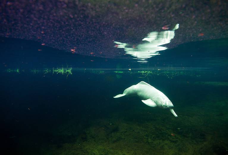 Amazone river dolphin under water
