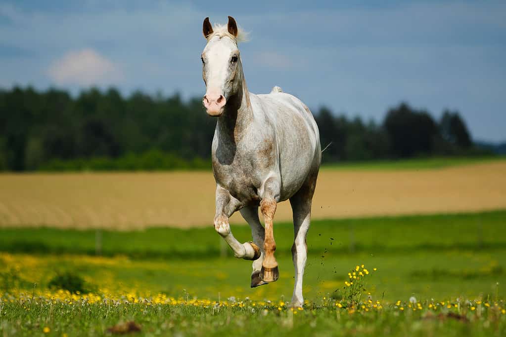 Appaloosa, horse