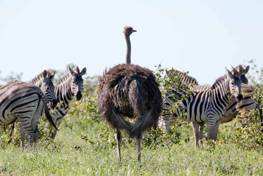 Burchell's Zebras and Ostrich