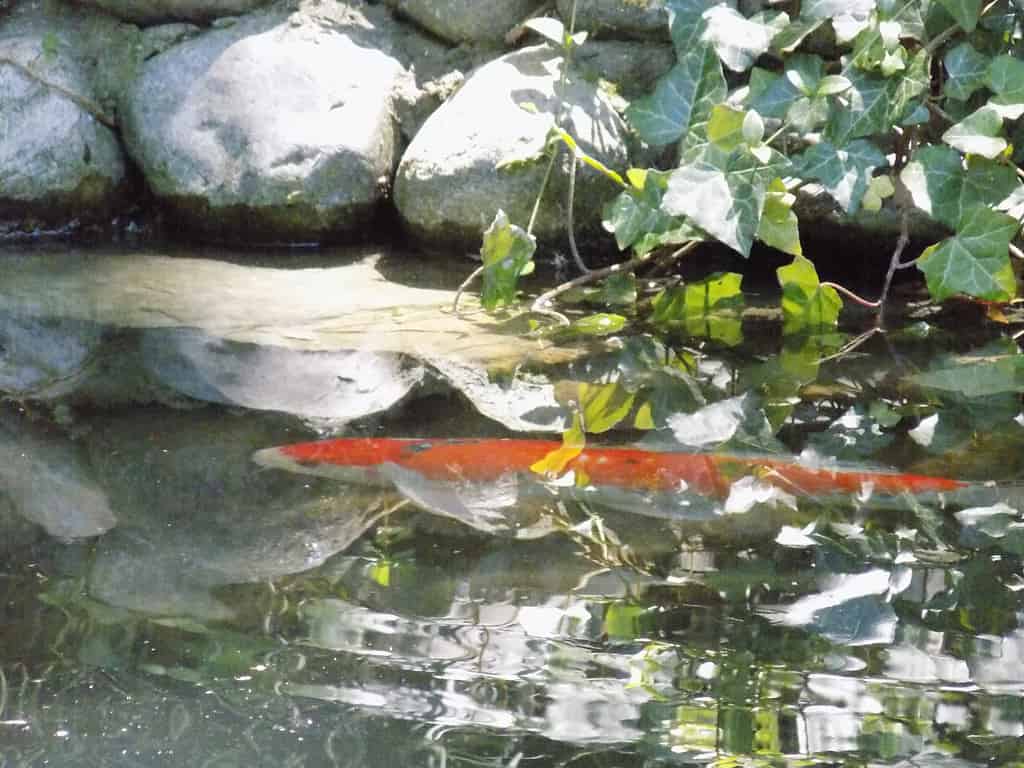 Keeping hardy winter plants in koi ponds helps keep the pond's water clean.
