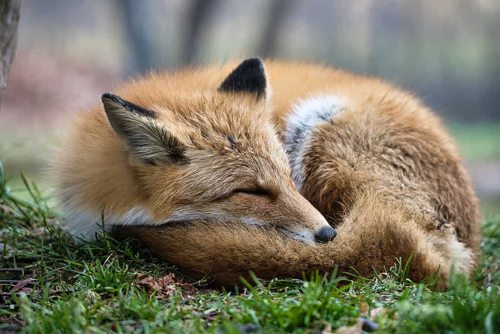 Closeup of Ezo red fox or Kita-kitsune in Hokkaido, Japan