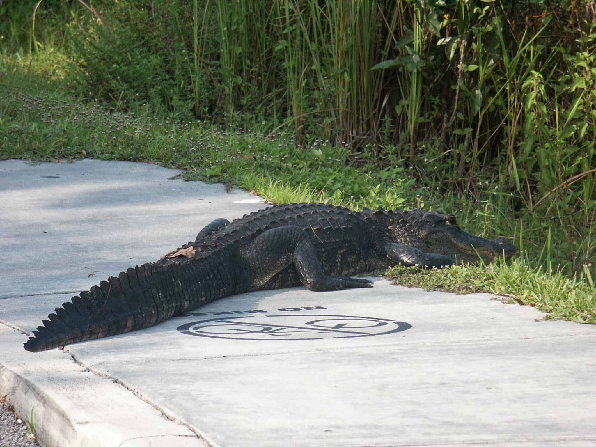 Alligator on the road