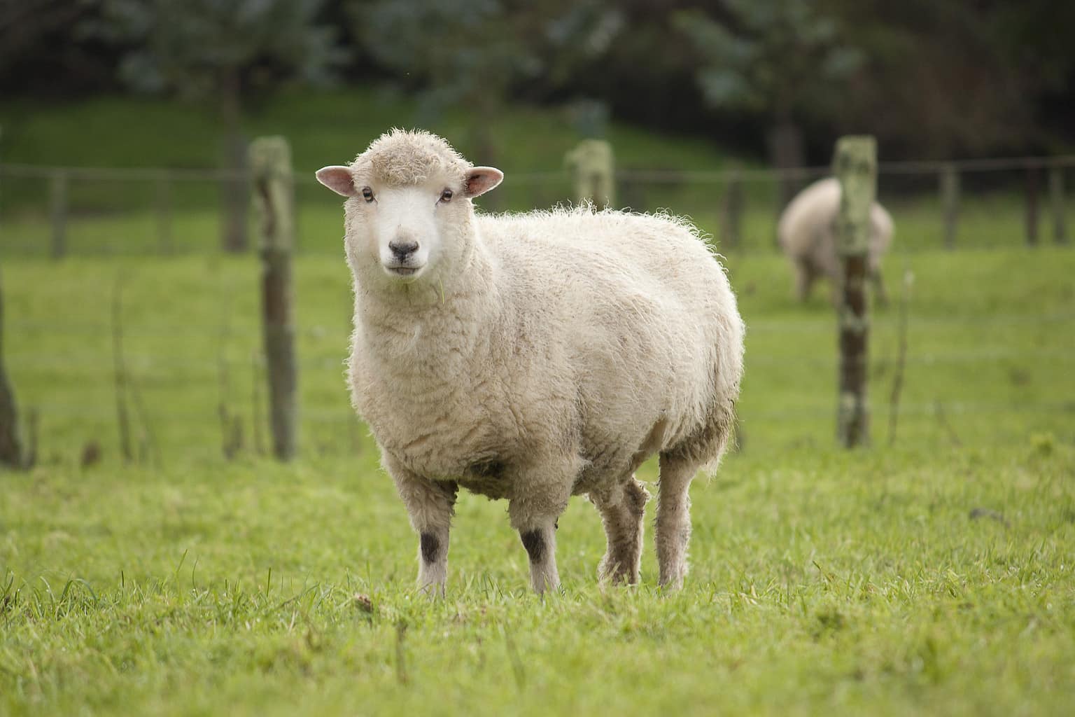 Sheep Prices in 2024: Purchase Price, Food Costs, and More! - A-Z Animals