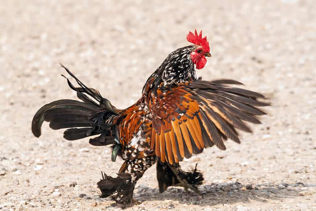 Polish Top Rooster With Black And White Feathers High-Res Stock Photo -  Getty Images