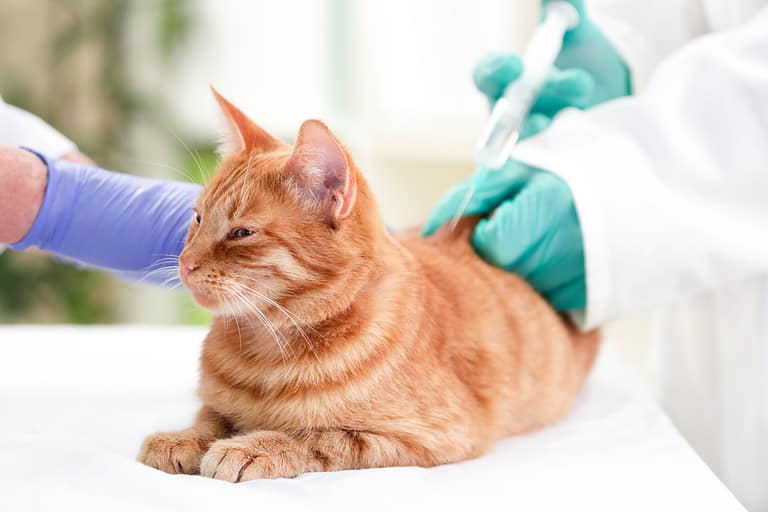 Is your cat diabetic?