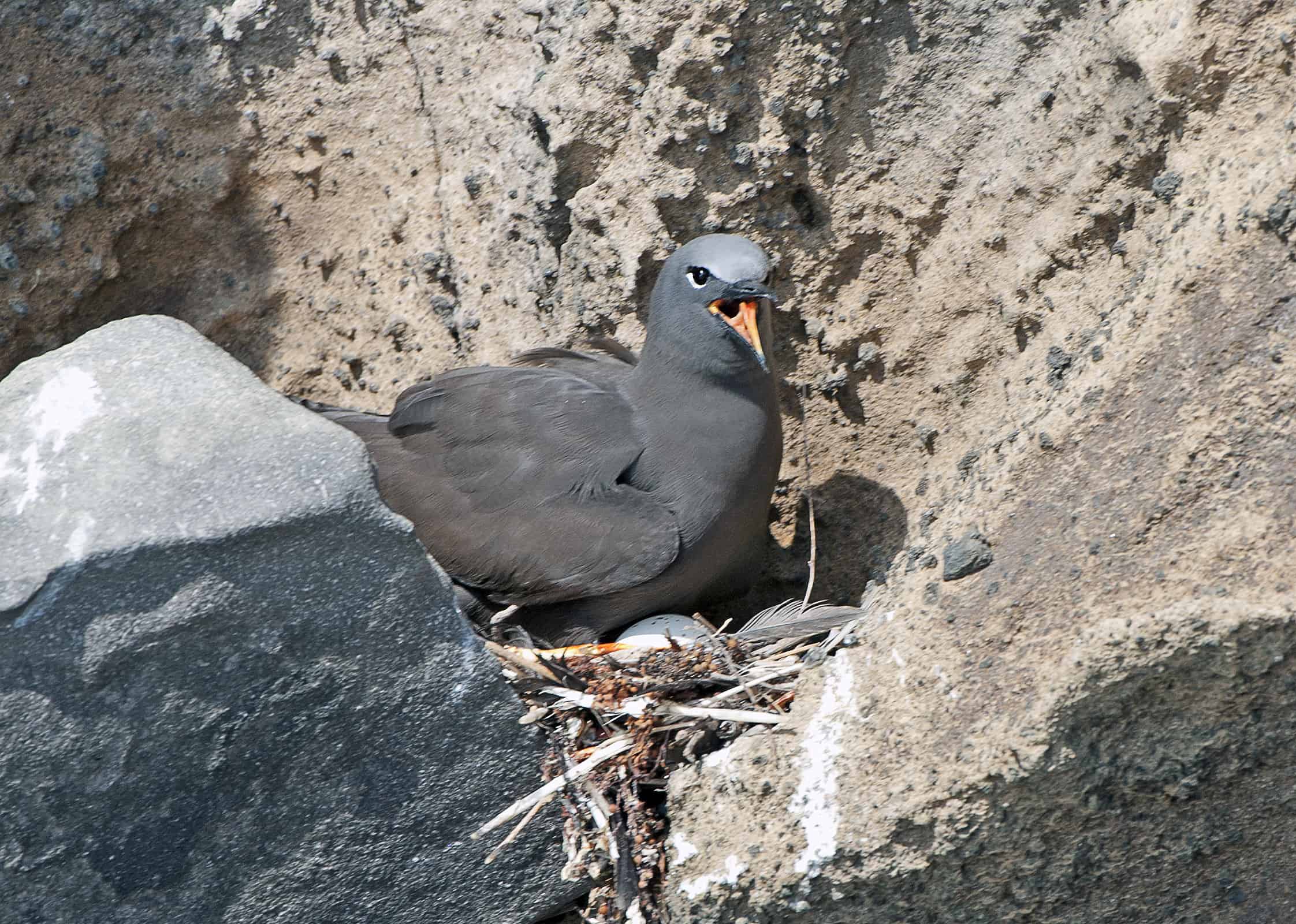 Clifftop nest for Brown Noddy tern, one of the fascinating animals of the Galapagos