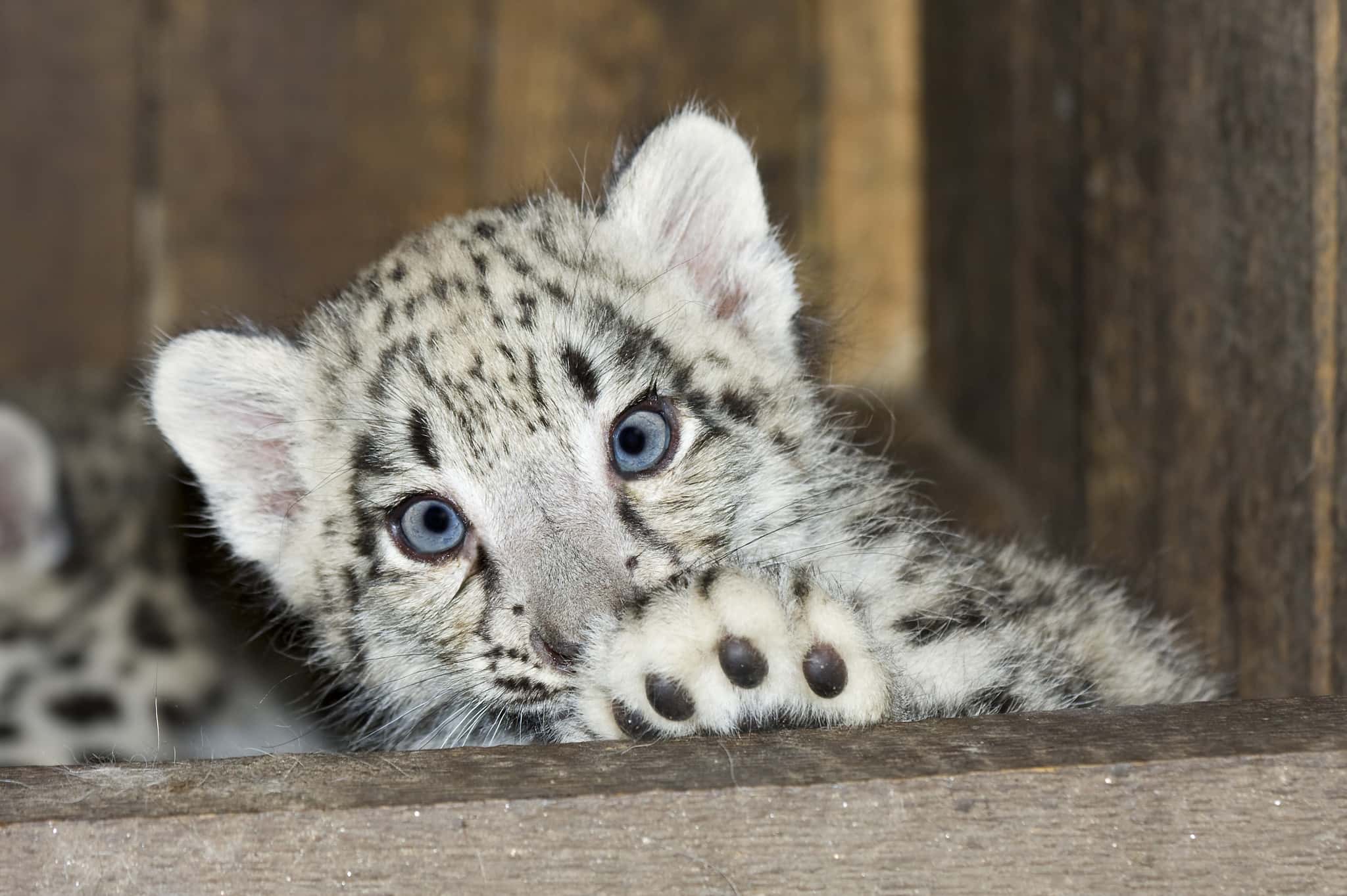 Baby Snow Leopard Of The Black Leopard Family a-z-animals.com