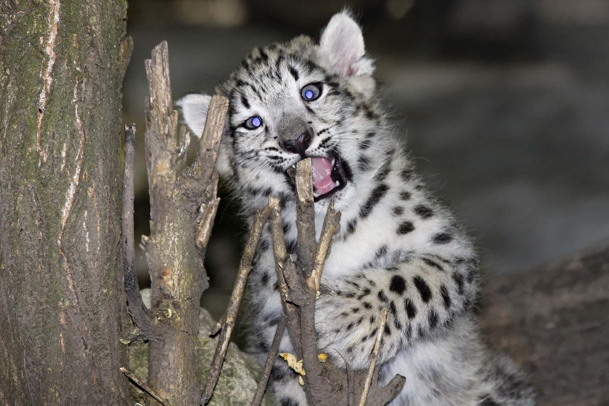 Baby Snow Leopard Cub: 10 Cute Pictures and 10 Amazing Facts - A-Z Animals