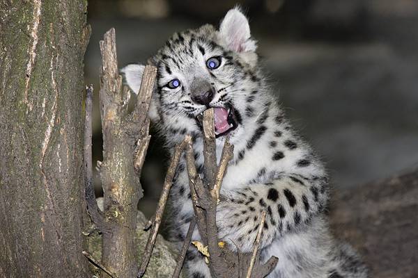 Baby Snow Leopard Cub: 10 Cute Pictures And 10 Amazing Facts - A-z Animals