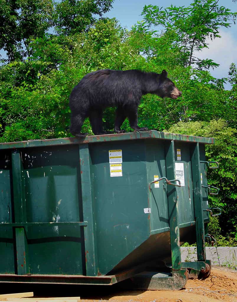 Black Bear on Dumpster