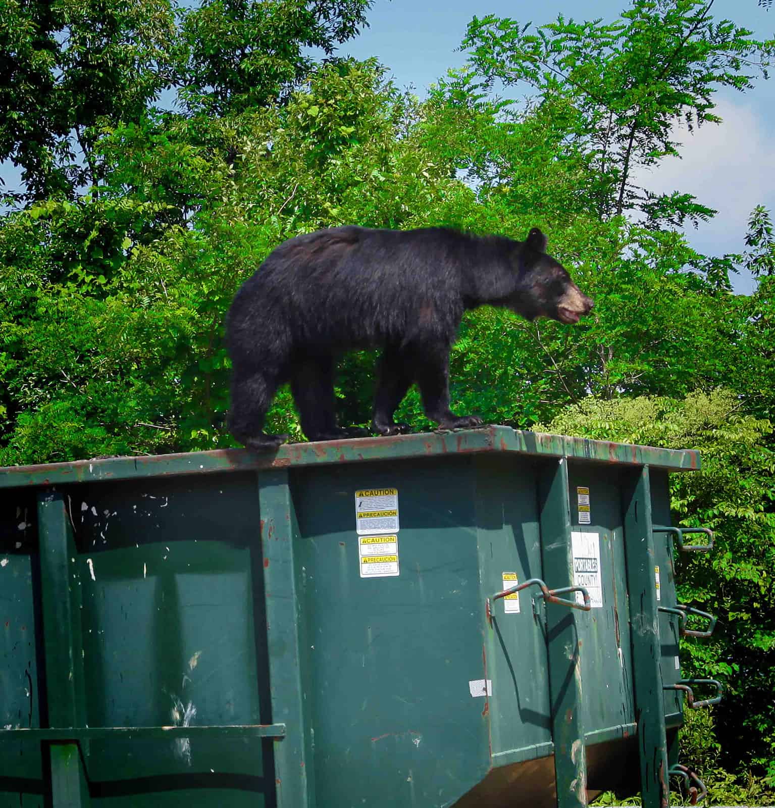 Black Bear on Dumpster