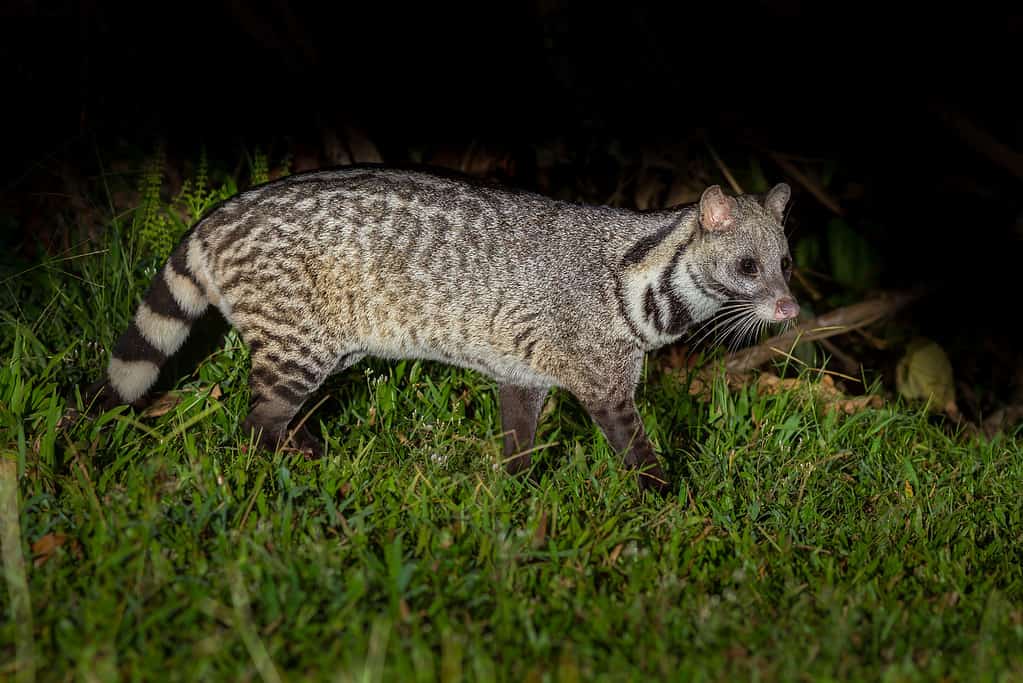 Nocturnal animals Large indian civet