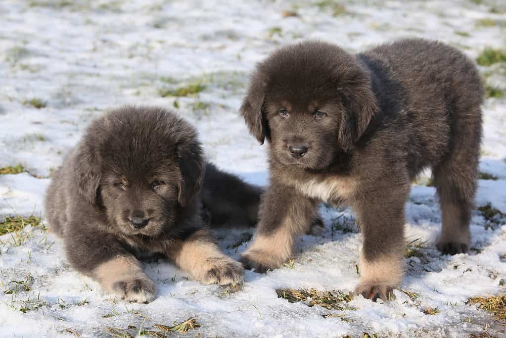 Amazing puppies of Tibetan mastiff