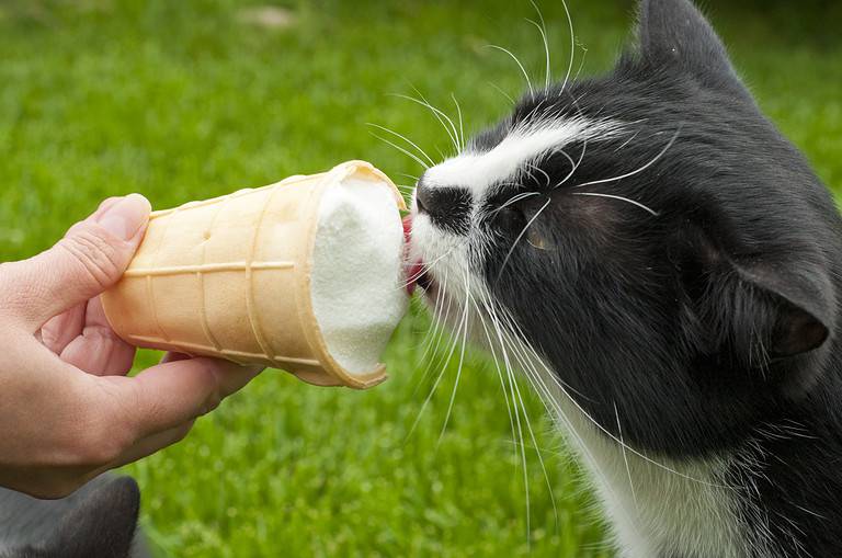 Can cats eat ice cream?