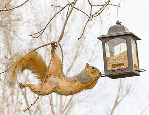 Discover Why Squirrels Bury Nuts (and How They Remember Where They Put