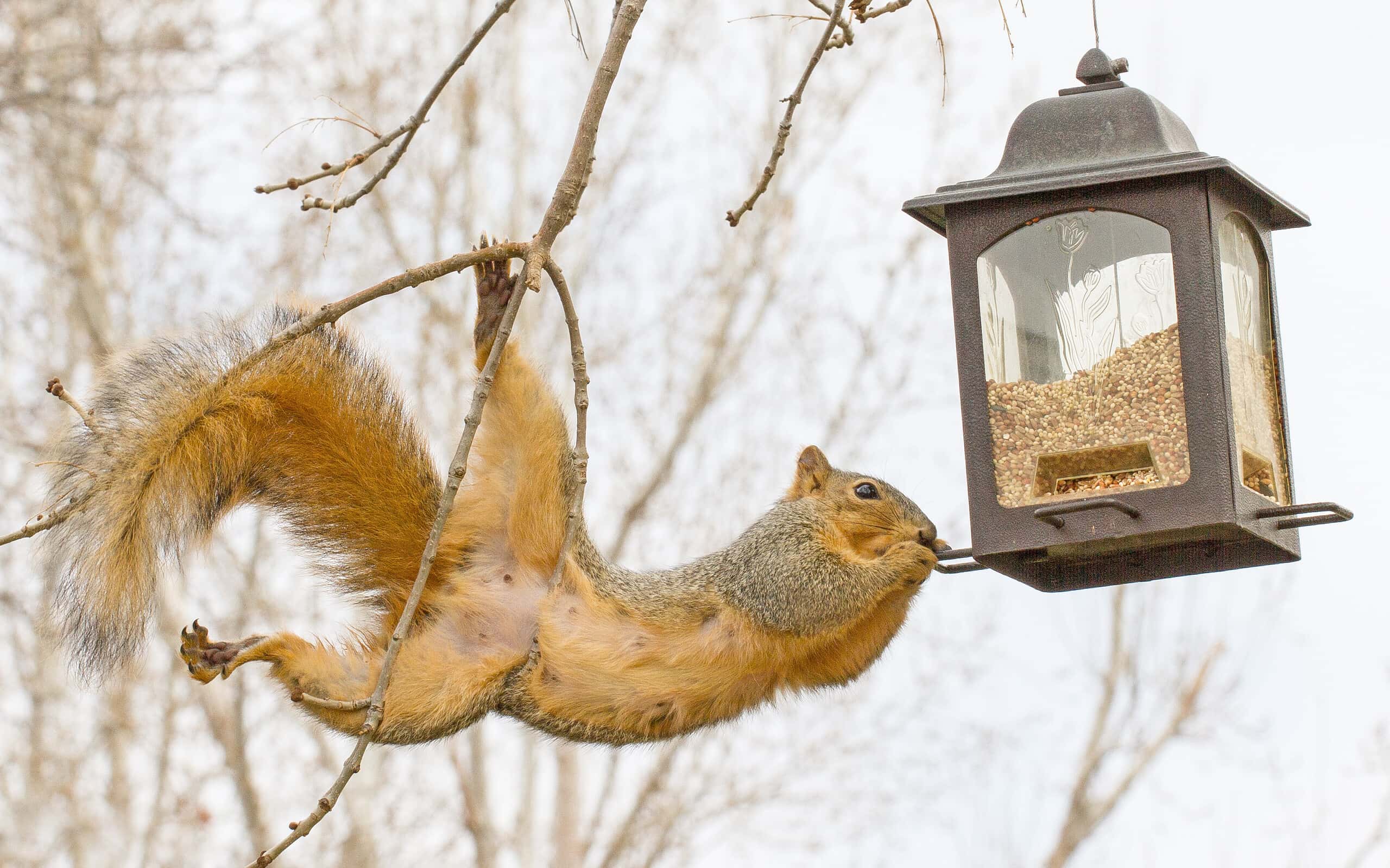 Squirrel with bird feeder