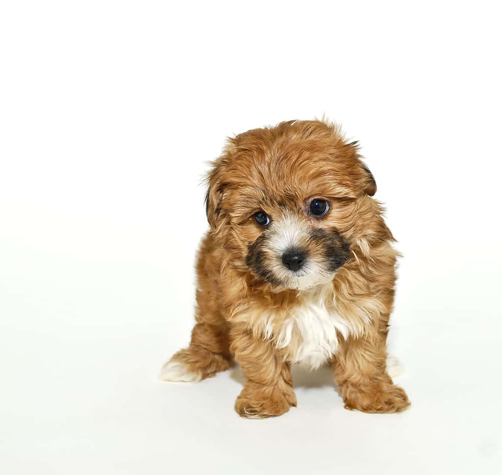 Sweet Yorkie-Poo Puppy