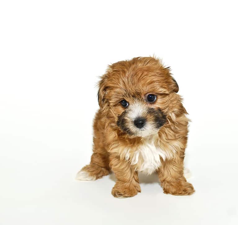 Sweet Yorkie-Poo Puppy