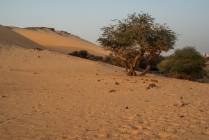 Sahara Desert Rainfall: How Much Rain Does the Epic Desert Get? Picture